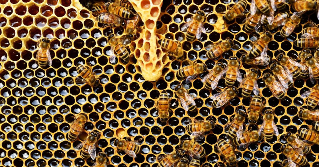 2022 年世界蜜蜂日：查看这些位于阿姆斯特丹的初创公司和保护蜜蜂种群的倡议
