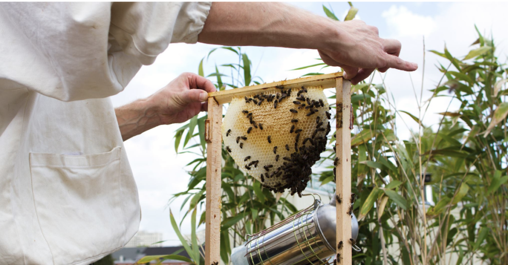 2022 年世界蜜蜂日：查看这些位于阿姆斯特丹的初创公司和保护蜜蜂种群的倡议
