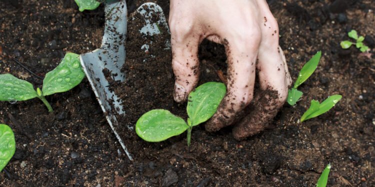 2022 年国际植物健康日：六家阿姆斯特丹初创公司为人类和地球保护植物