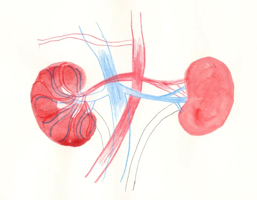 科学家首次证实,肾脏是二甲双胍调节体重的关键靶器官