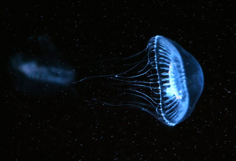 In nature, fluorescent proteins are used by jellyfish as a defense mechanism.