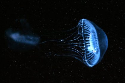 In nature, fluorescent proteins are used by jellyfish as a defense mechanism.