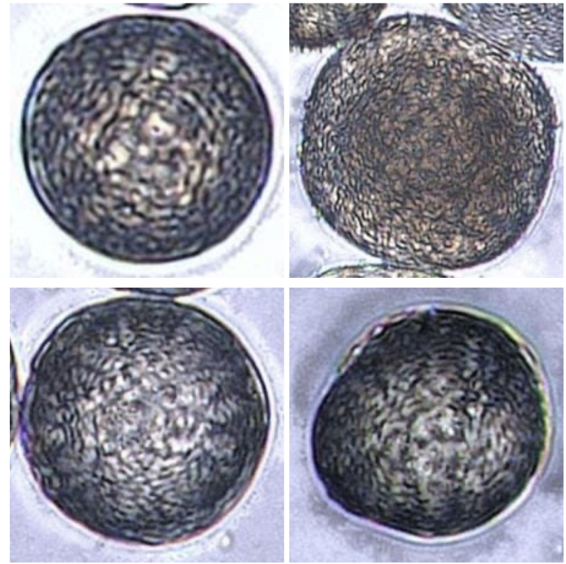 图17 — 不同类别花粉的示例图像，展示了本文所面临任务的复杂性。