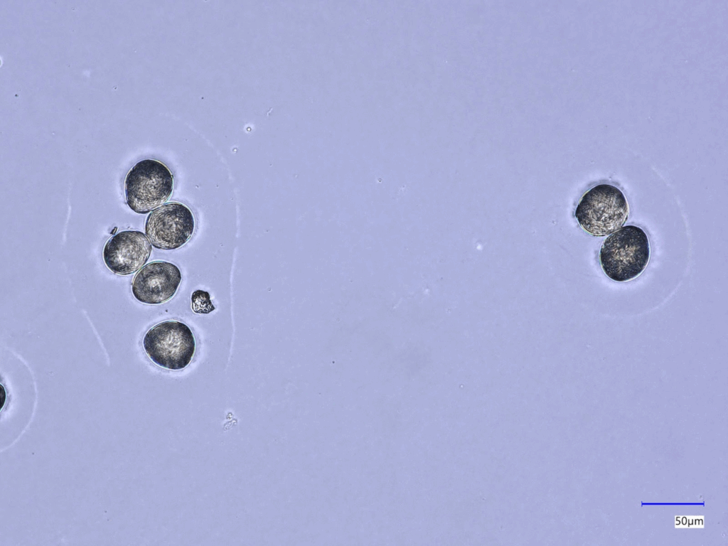 图4 — 数据集中的一个示例图像——唐棣类别。