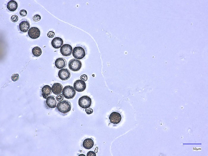 图1 — 数据集中的一个示例图像——欧洲醋栗类别。