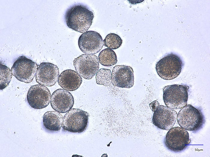 图2 — 数据集中的一个示例图像——忍冬莓类别。