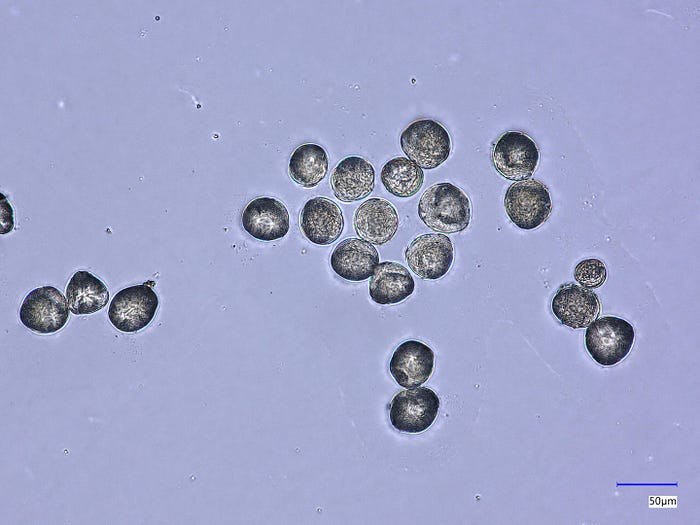 图3 — 数据集中的一个示例图像——黑加仑类别。