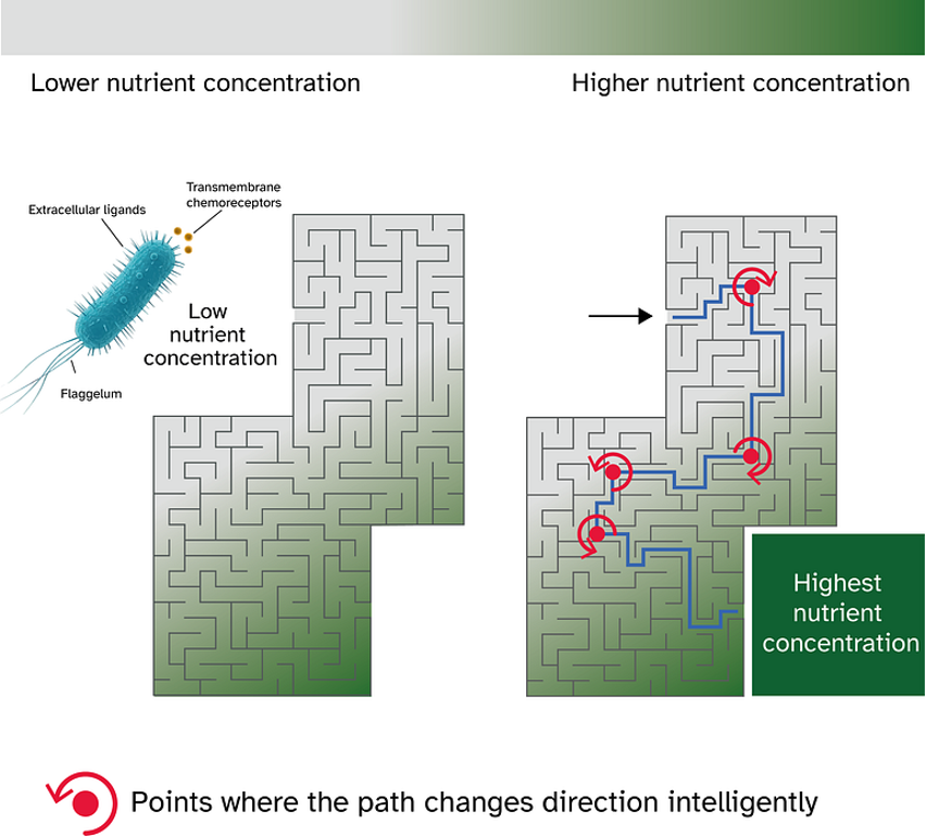 细菌趋化性展示了无意识的目标导向关怀行为。